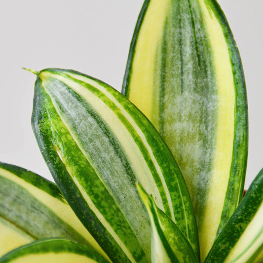 Snake Plant Care 101: The Beginner-Friendly Guide to Thriving Sansevieria